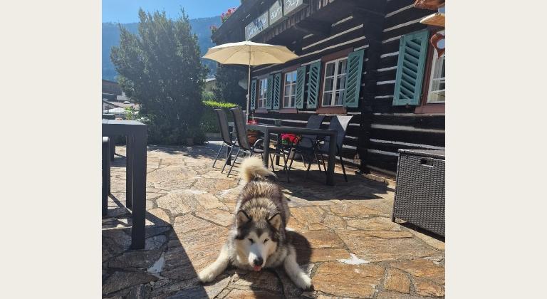 Hund Pulverer Hund Pulverer