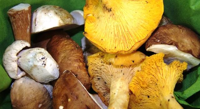 DSCF2215 Verschiedene Pilze in einem Korb, darunter gelbe und braune Sorten, auf einem grünen Hintergrund