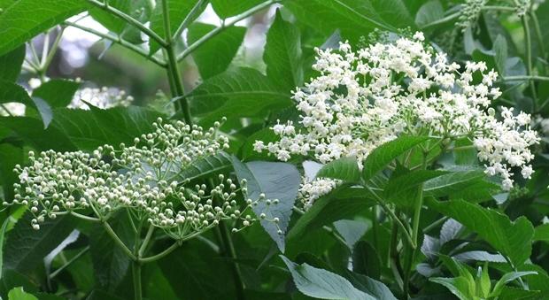 Hollerunder-2 Holunderstrauch im Wald