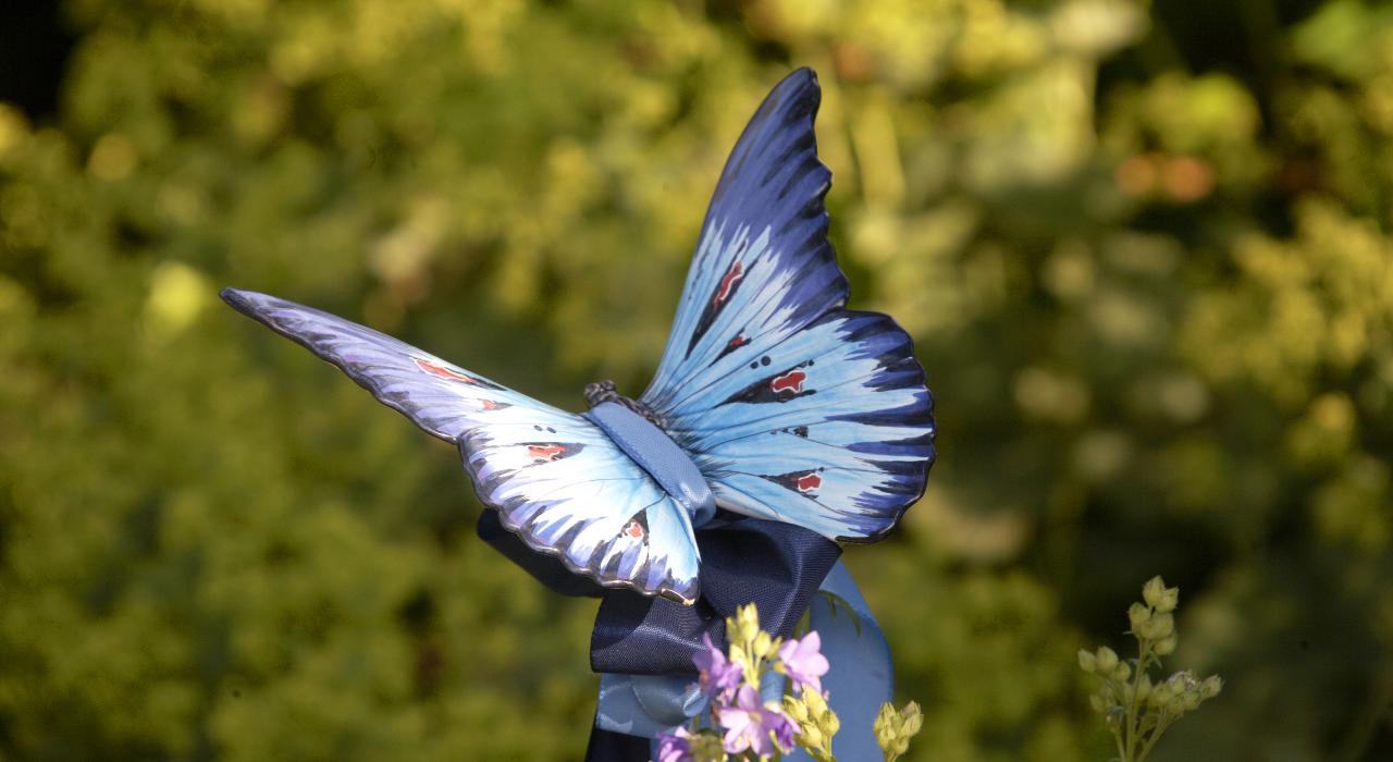 Hotelgarten_141 Ein blauer Schmetterling mit rot-schwarzen Markierungen sitzt auf einem blauen Band
