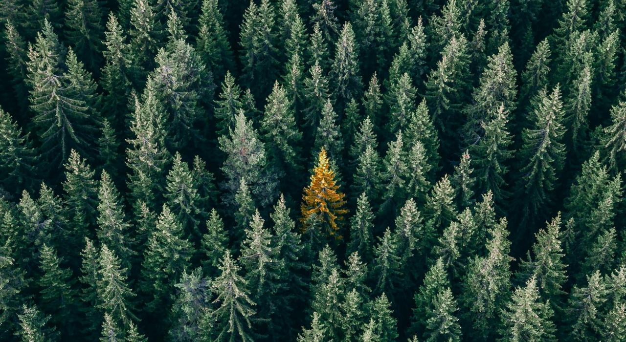 7190280b-5397-4c06-902f-bf0395c45b34 Ein einzelner gelber Baum sticht hervor inmitten eines dichten grünen Waldes, ein markanter Kontrast in der üppigen Natur