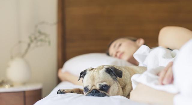 e3bb448f-b1e1-4739-ab03-3ba717cb9b76 Mops liegt mit einer Frau im Bett und schaut aus der Decke