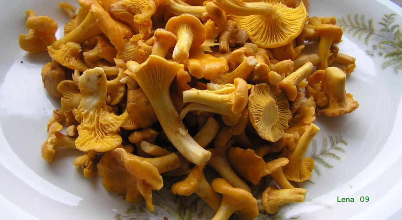 Eierschwammerl-Internet Nahaufnahme von einem Gericht aus Pilzen