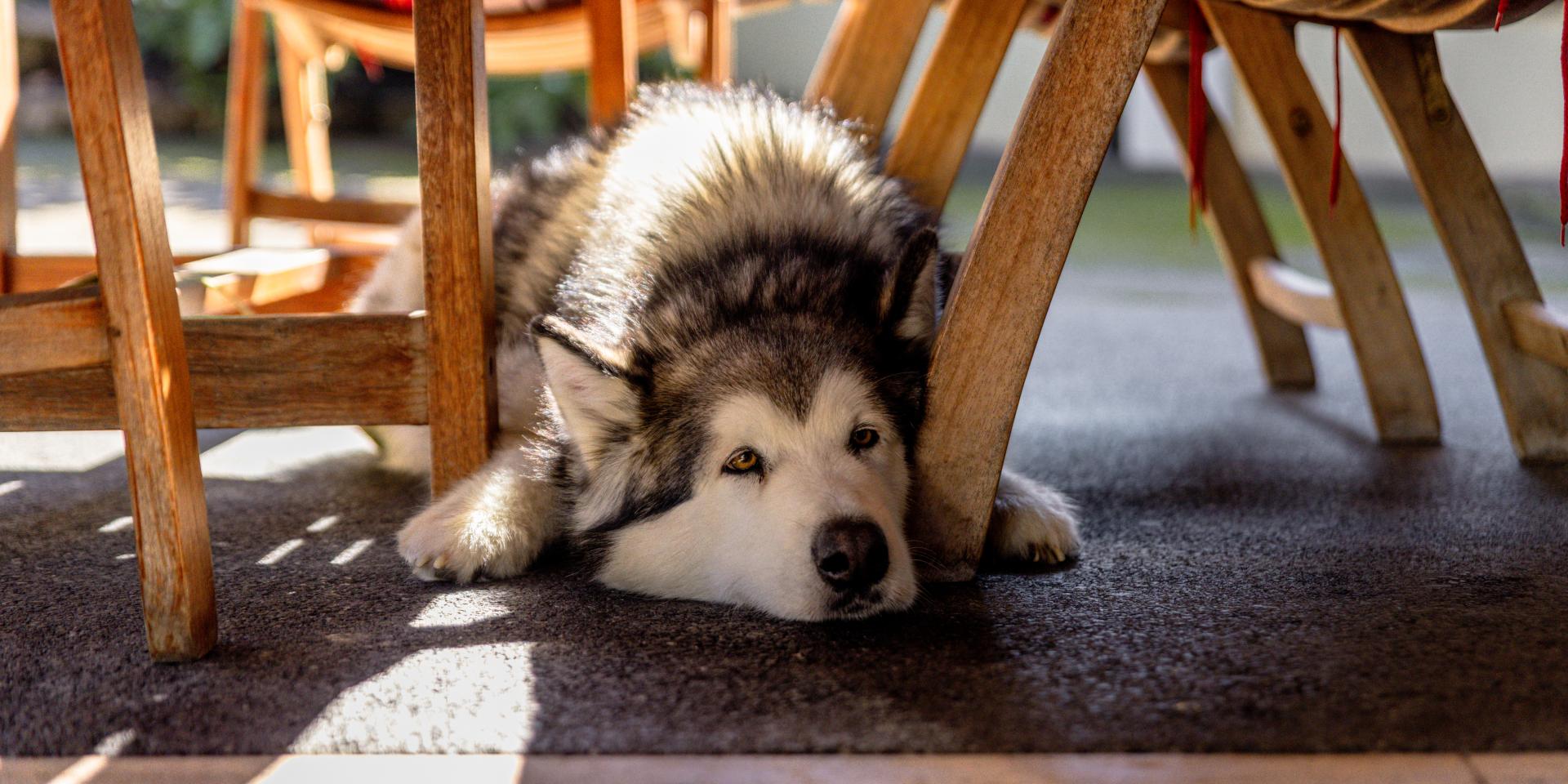 Hundefreundliches Hotel in Kärnten Husky vor dem Eingang des Hotels Pulverer