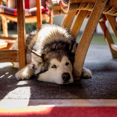 Husky vor dem Eingang des Hotels Pulverer